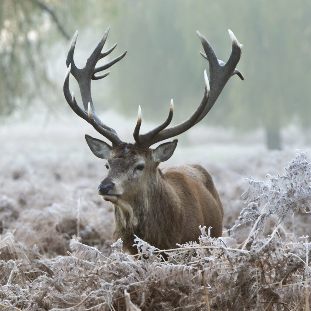 Stag stands alone in frost covered bracken