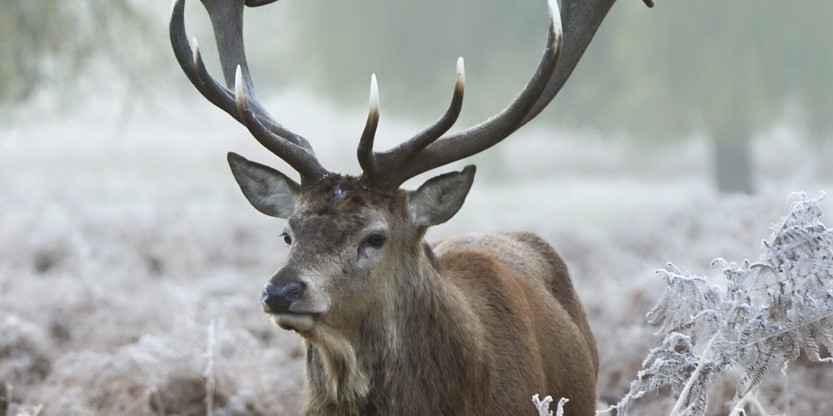 stag22015_19694 copy Stag stands alone in frost covered bracken
